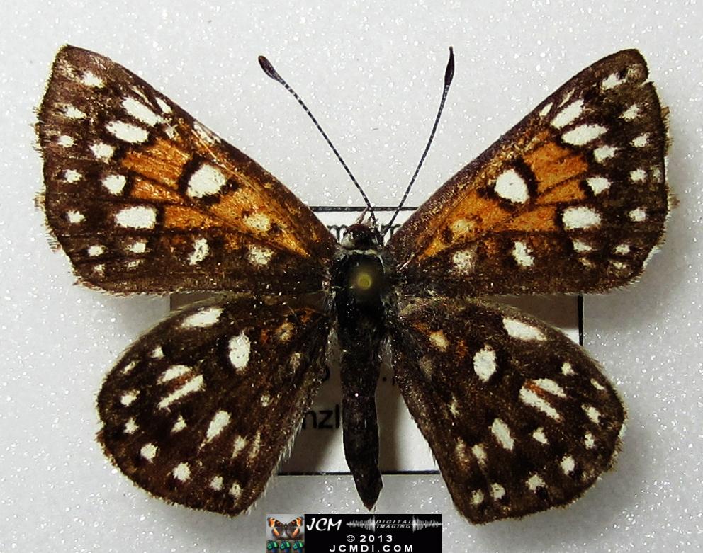 Apodemia mormo virguilti (Behr's Metalmark) images